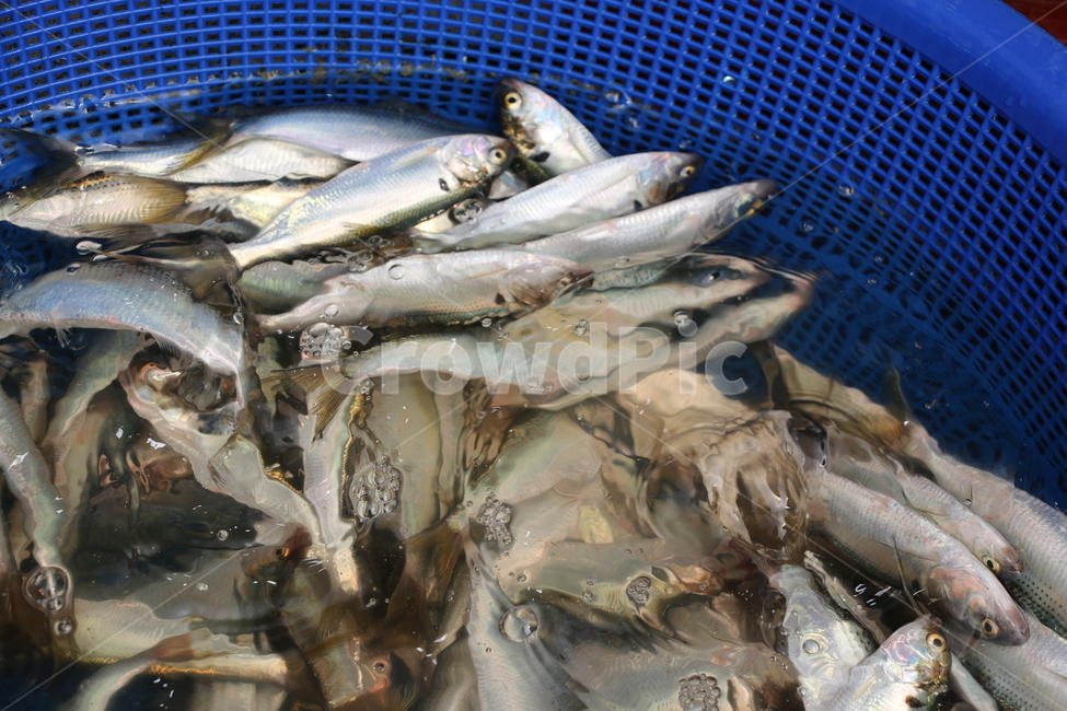 전어,자갈치,시장,가을,물고기,회,바스켓,자연,자갈치시장,음식,식재료,요리,food,cook,meal,dishes,food reserves,수산물,해산물,fishery products,seafood