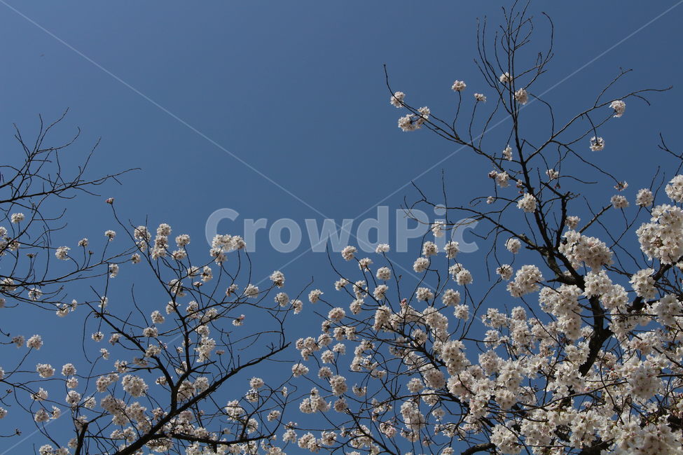 벚꽃,cherryblossom,꽃,하늘,blossom