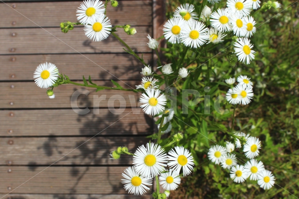 꽃,감성사진,여름,그림자,공원,식물,자연,plants,nature,꽃,flower