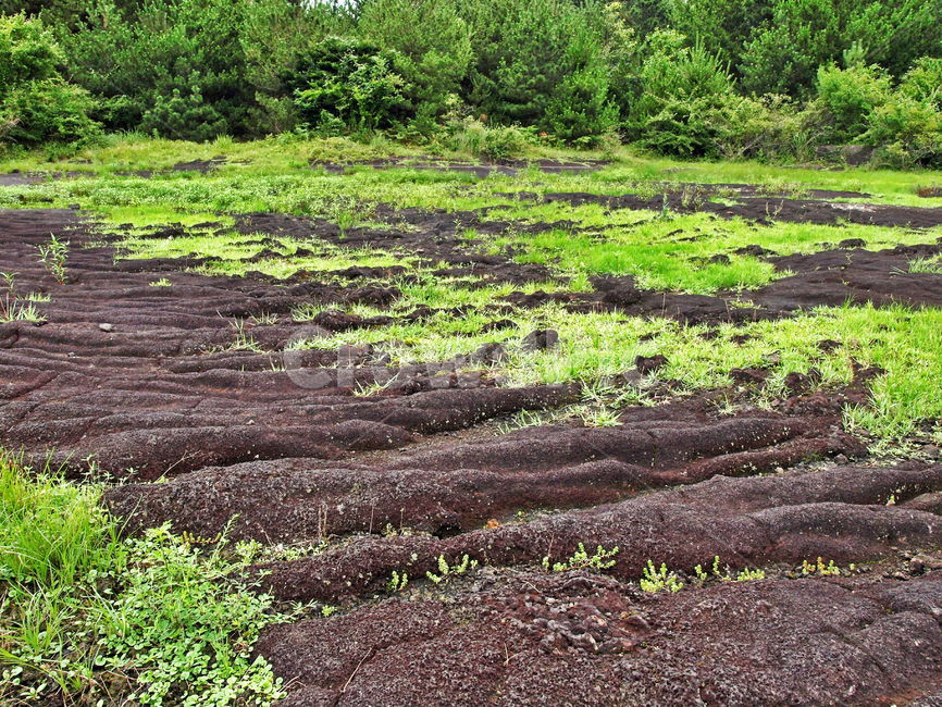 벌러진동산,용암,화산석,제주,올레19코스,올레길,곶자왈,자연,풍경,nature,landscape,ground,바닥,land,땅,outdoors,옥외,vegetation,초목,plant,식물