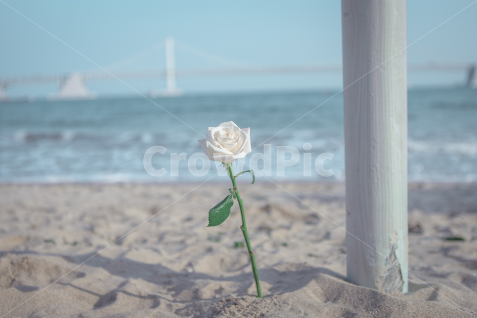 광안대교,어린왕자,장미,꽃,한송이,기다림,감성,광안리,출사,인연,바다,푸른하늘,덩그러니,해변,바다,beach,sea,꽃,flower,감성,sensible,feeling,색깔,색상,색채,색감,color sense,color sensitivity,feeling of color
