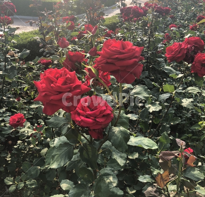 장미,rose,roses,장미꽃,꽃,장미꽃,flowers,flower,빨간색,초록색,red,green,식물,자연,plants,nature,꽃,flower