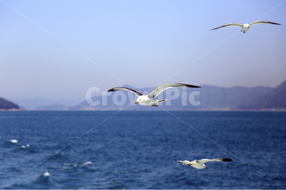 갈매기,바다,새,바다새,파랑,동물,동물,animal,조류,새,birds