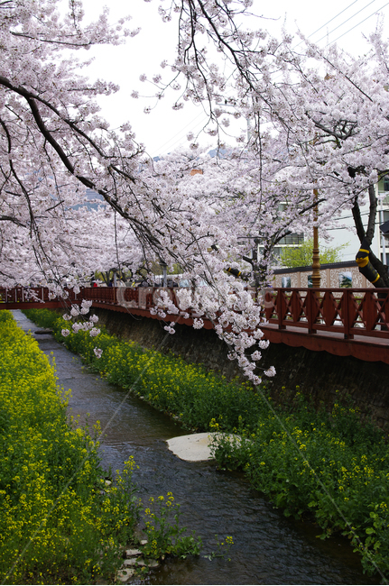 봄,봄꽃,나무,벚꽃,식물,flower,봄,계절,spring,season,plant,꽃,blossom,cherry blossom