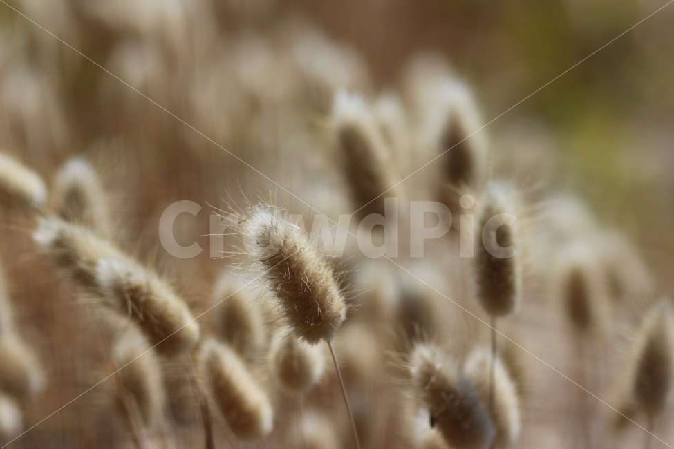 자연,잡초,아웃포커싱,평화,자유로움,풍경,식물,자연,plants,nature,감성,sensible,feeling
