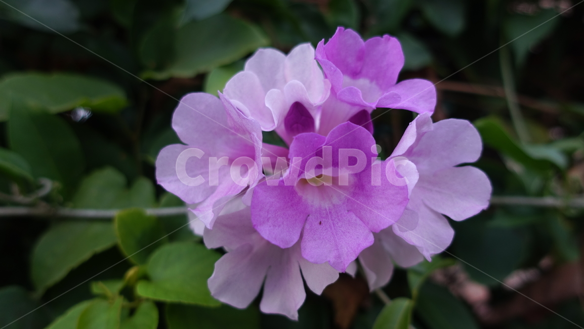 꽃,flower,열대,plant,식물,blossom,꽃송이,식물,자연,plants,nature,꽃,flower