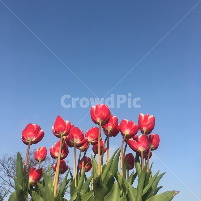 꽃,하늘,풍경,봄,튤립