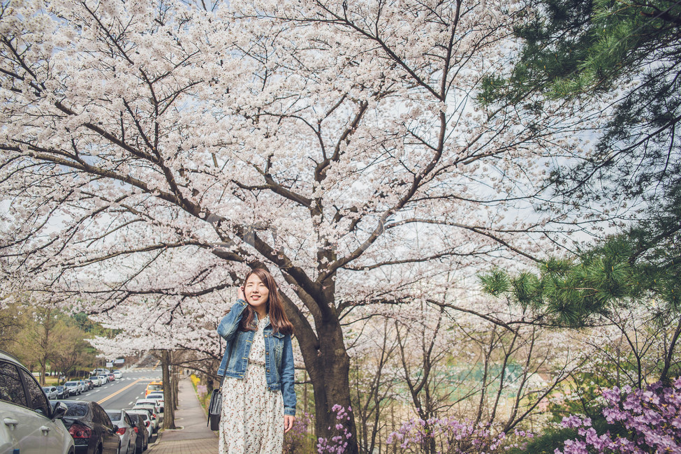여자,벚꽃,flower,girl,woman,cheeryblossom,portrait,봄,계절,spring,season,사람,인물,인간,human,person,여성,여자,woman,female,lady,plant,식물