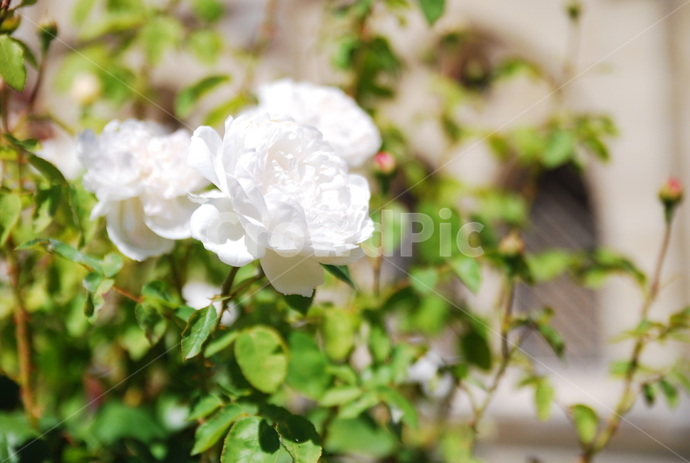 꽃,장미,하얀,plant,식물,식물,자연,plants,nature,꽃,flower