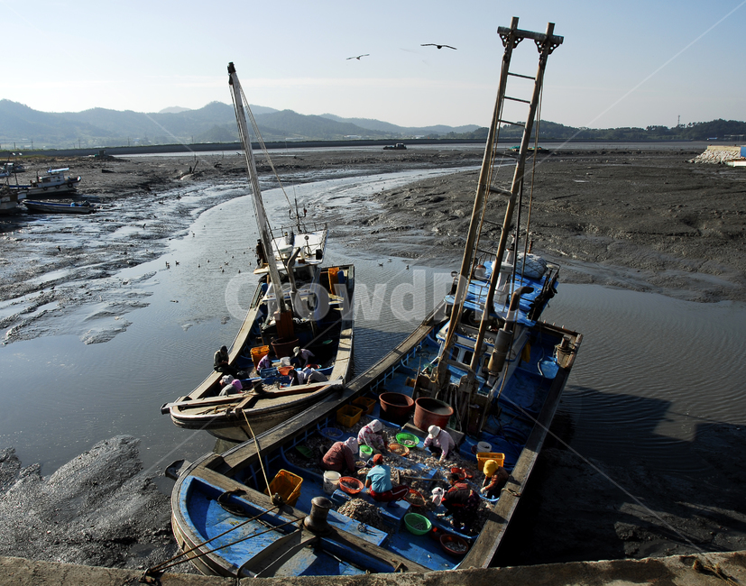 배,강,선박,갯뻘,어부,어업,fishery,fishing industry