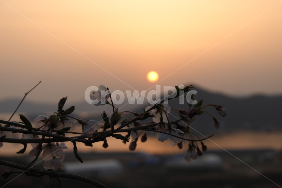 벚꽃,벚꽃축제,군항제,진해,봄,봄,계절,spring,season,식물,자연,plants,nature,꽃,flower,outdoors,옥외,sunlight,햇빛