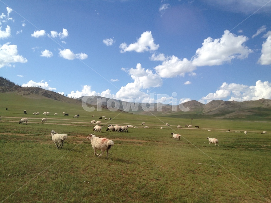 초원,하늘,양,sheep,grassland,sky