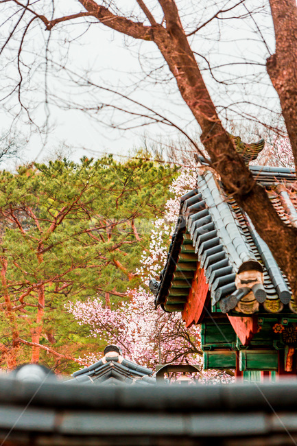 기와,고궁,창덕궁,담장,담벼락,벚꽃,봄,봄,계절,spring,season,한국전통,한국문화,korean traditional,korean culture,랜드마크,landmark,tourist attraction,한국랜드마크,한국관광지,한국명소,korea landmark,korea tourist attraction,건축물,건물외관,exterior,building,structure,architecture,construction