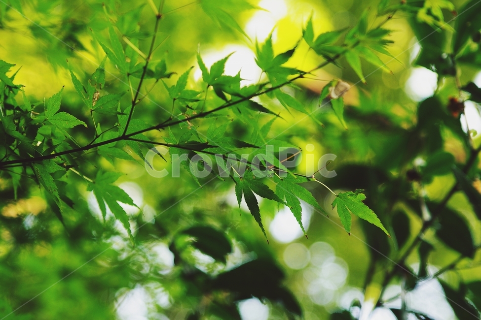단풍,초록,green,나무,배경,보케,maple,식물,자연,plants,nature