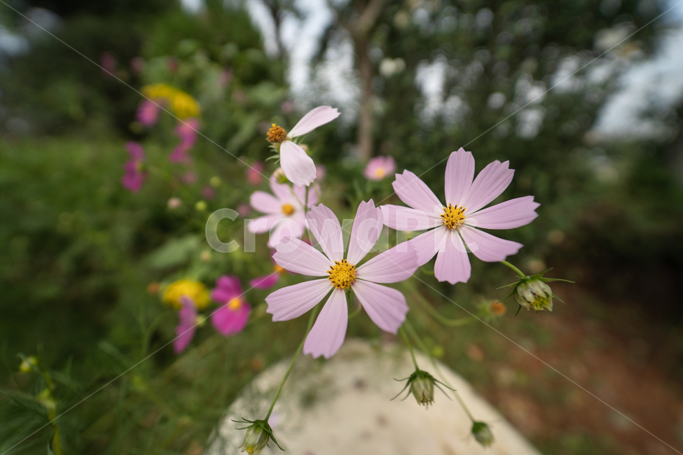 꽃,식물,flower,plant,botanical,식물,자연,plants,nature,꽃,flower