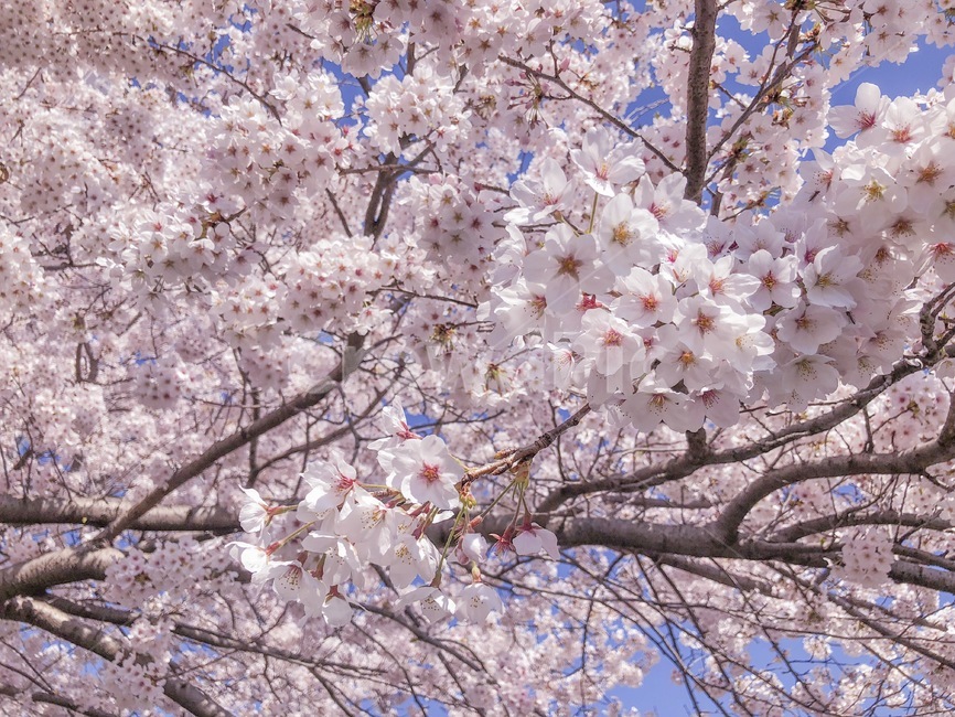 벚꽃,봄,따뜻한,추억,꽃,화창한,나들이,꽃구경,봄,계절,spring,season,식물,자연,plants,nature,꽃,flower,plant,blossom