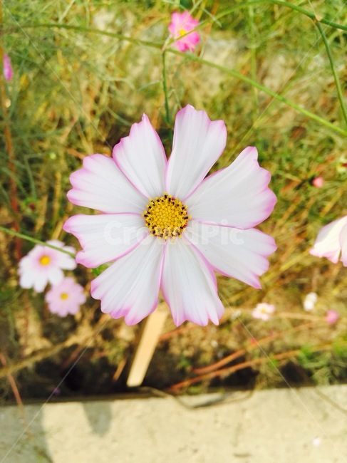 꽃,코스모스,plant,식물,flower,blossom,가을,하얀꽃,흰꽃,들꽃
