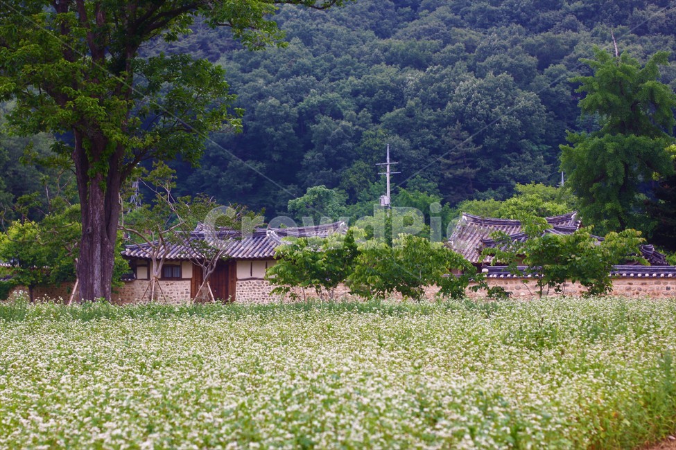 한옥,고택,정원,꽃,나무