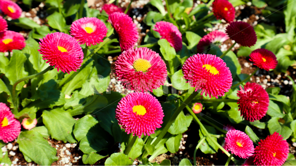 꽃,데이지꽃,봄,데이지,따뜻함,계절,spring,분홍,공원,daisies,plant,식물,flower,pink