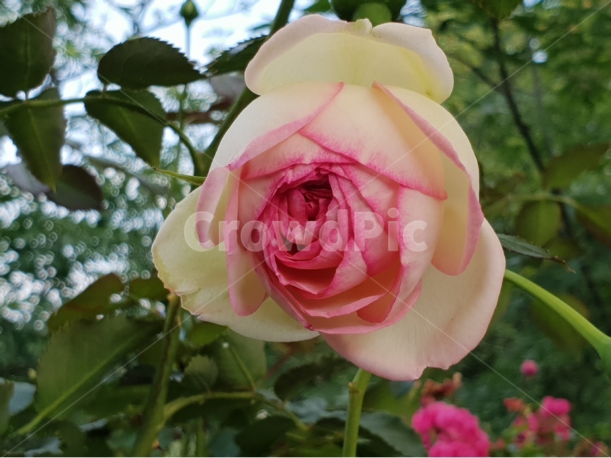 꽃,식물,자연,flower,nature,야생화,식물,자연,plants,nature,꽃,flower
