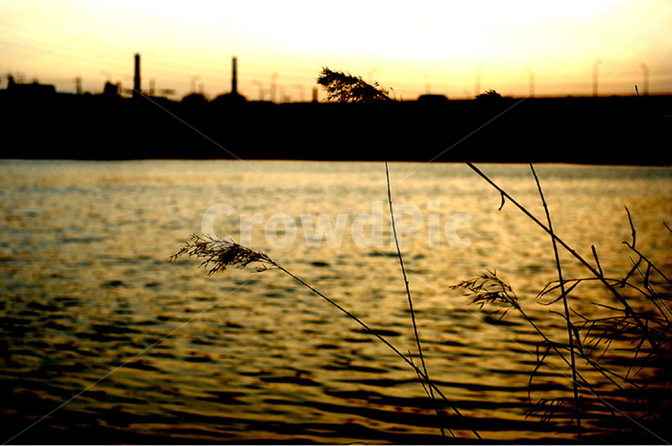 노을,강,갈대,초겨울,자연,식물,강가,자연,풍경,nature,landscape,plant,grass,잔디,animal,동물,bird,새