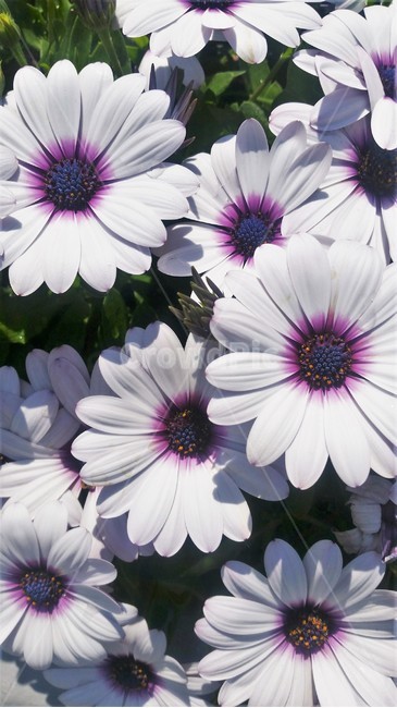 보라색,연보라,봄,꽃,화단,정원,garden,gardening,flower,spring,purple,white,흰꽃,springday,purpleflower,blossom,만개,만개하다,만개한,활짝,활짝피다,피어난,피어내다