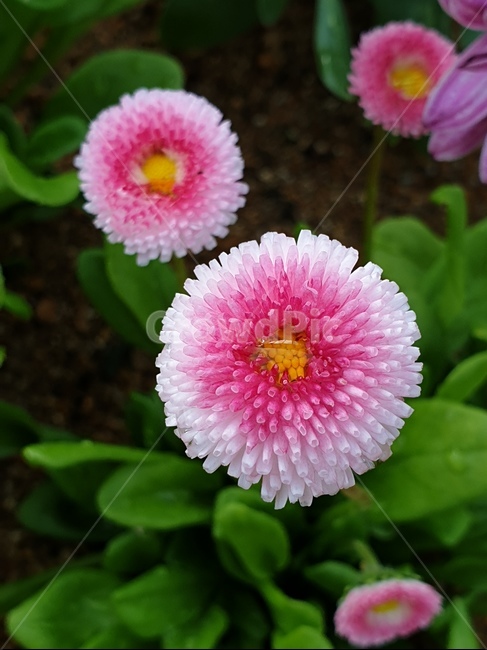 pink,perennial plant,spring,spring flowers,petal,season,daisy flower,daisy,park,picnic,pink flower,Pink double daisy flower,park flowers,flower,pinkflower,dicotyledonous plant,Asteraceae,plant