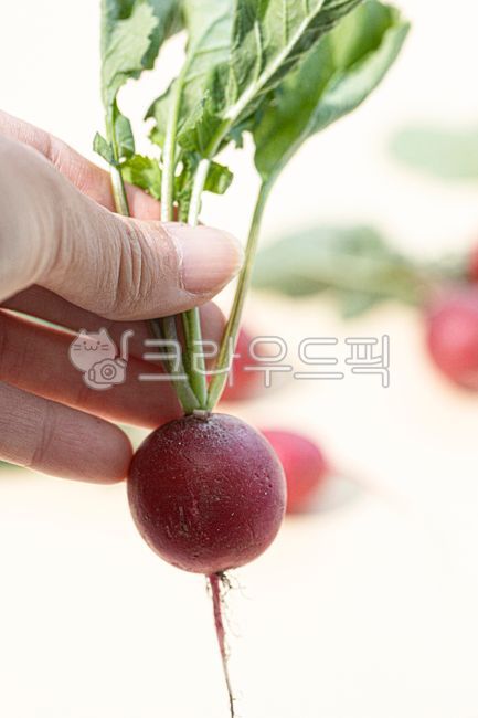 래디시,레디시,래디쉬,적환무,방울무,무,줄기,자주색,채소,식재료,음식,식재료,요리,food,cook,meal,dishes,food reserves