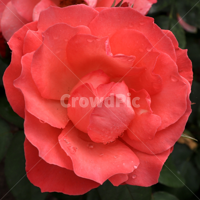 꽃,장미,rose,redrose,붉은장미,장미꽃,꽃잎,야생식물,야생화,wildflower,wildplant,꽃말,symbolism,petal,flower,식물,자연,plants,nature,꽃,flower