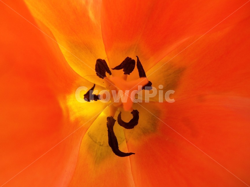 암술,수술,꽃,튜율립,튤립,식물,자연,plants,nature,꽃,flower