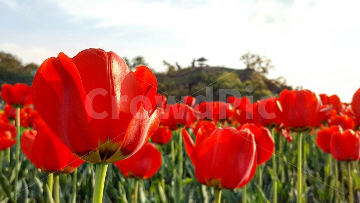 금강둔치,꽃,하늘,튤립,배경,국내,여행,식물,자연,plants,nature,봄,계절,spring,season,꽃,flower,plant