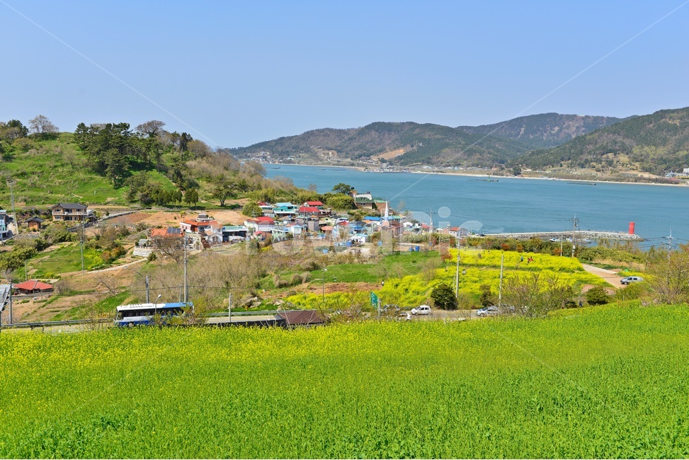 경남,남해,유채밭,유채꽃,봄,봄꽃,계절,field,들,grassland,outdoors,옥외,nature,자연,meadow,목초지,어촌,마을