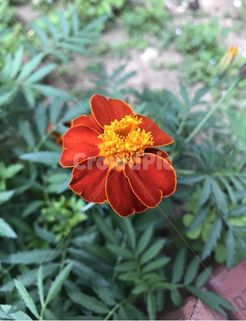 flower,플라워,꽃,식물,자연,식물,자연,plants,nature,꽃,flower