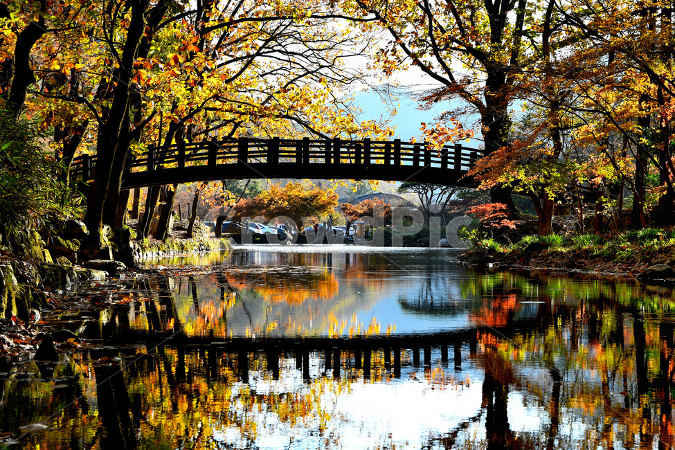 물,나무,낙엽,개울,자연,가을,계절,fall,autumn,season