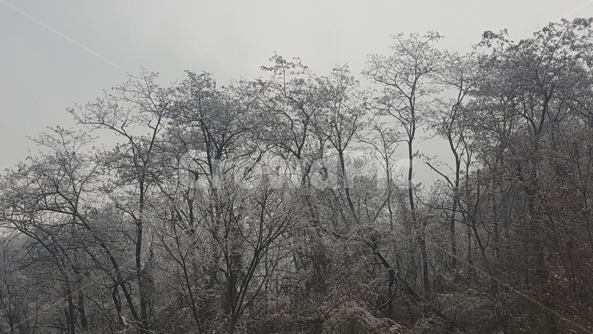 nature,자연,겨울,겨울나무,눈,눈나무