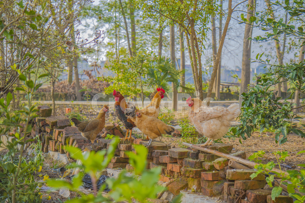 poultry,가금류,bird,chicken,치킨,animal,동물,fowl,새,동물,animal,조류,새,birds