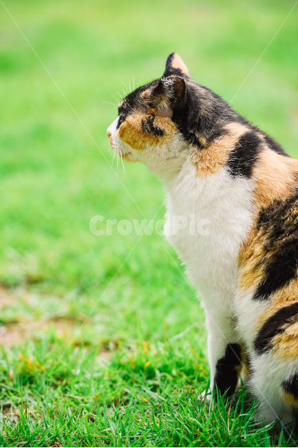 고양이,캣,냥냥이,길고양이,삼색이,치즈냥,냥,cat,동물,동물,animal,포유류,mammal,고양이,cat,kitten,kitty