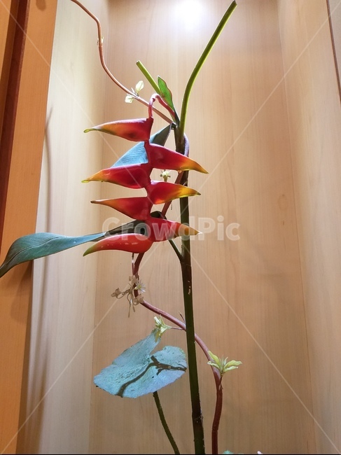 조화,기이한꽃,줄기식물,상상속식물,실내조경,인테리어