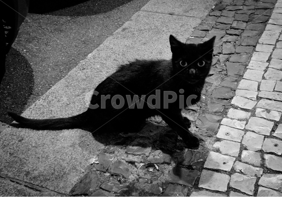 고양이,cat,동물,animal,검은고양이,blackcat,kitten,길고양이,들고양이,길냥이,감성사진,동물,animal,포유류,mammal,고양이,cat,kitten,kitty,흑백,모노톤,monochrome,black and white
