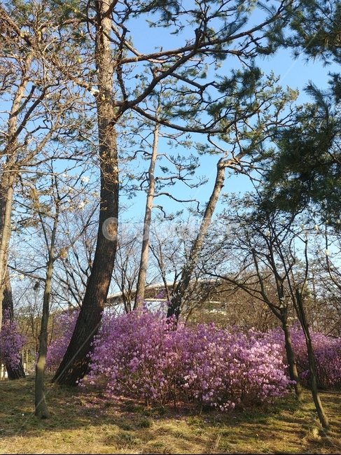 plant,식물,tree,나무,봄,spring,꽃,flower