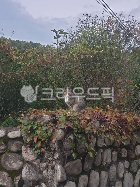 wild street cat,stray cat,cat on the fence,cat,mackerel tabby