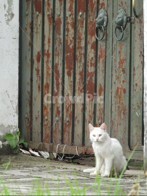 들고양이,고양이,동물,한국고양이,길고양이,cat,포유류