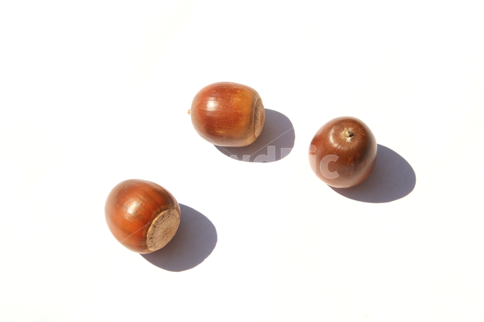 도토리,열매,가을,갈색,브라운,음식,식재료,자연,음식재료,붉은색,autumn,fall,acorn,brown,red,food,nature,흰배경,탑뷰,탑앵글,그림자,음식,식재료,요리,food,cook,meal,dishes,food reserves,과일,열매,fruit