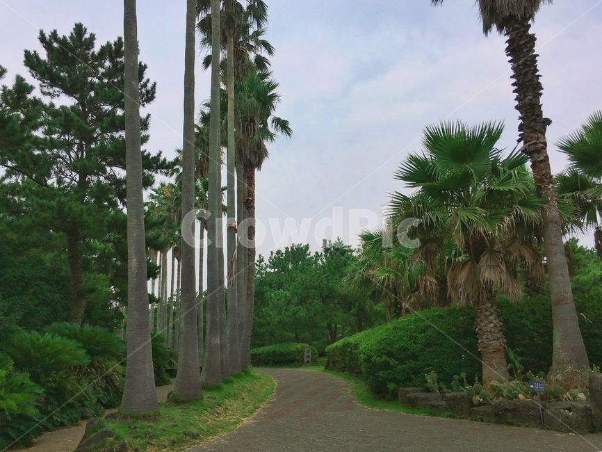 야자수,선인장,돌,산책길,나무,공원,푸른나무,초록색,coconutpalm,cactus,park,green