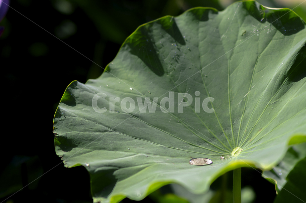 연꽃,물방울,식물,여름,아웃포커싱,생명,연잎,식물,자연,plants,nature