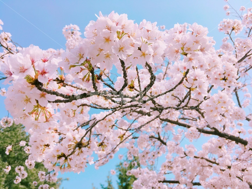 plant,cherryblossom,식물,flower,벚꽃,꽃,blossom,봄,계절,spring,season