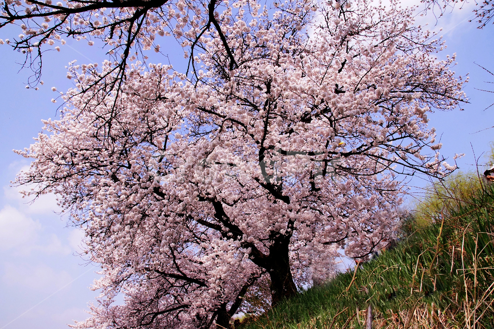 벗꽃,살구꽃,봄꽃,봄소식,꽃,봄,plant,식물,flower