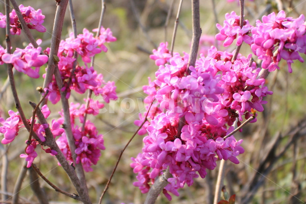 plant,식물,blossom,꽃,flower,봄,박태기나무꽃,유다꽃,자형화,식물,자연,plants,nature,꽃,flower