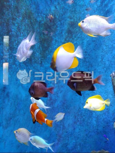 물고기,파란,화사한,물,니모