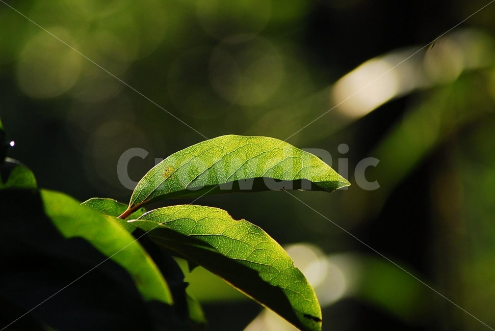 나뭇잎,감나무,이파리,초록색,잎사귀,식물,자연,plants,nature,휴식,힐링,rest,relaxation,healing
